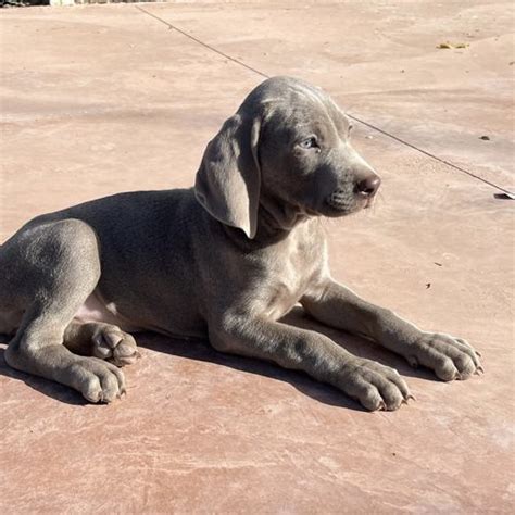 Qué hacen los perros cuando se quedan solos en casa Perros Toy