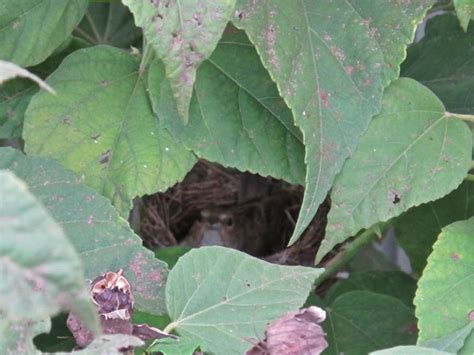 Julie Zickefoose on Blogspot: Indigo Bunting Nest!