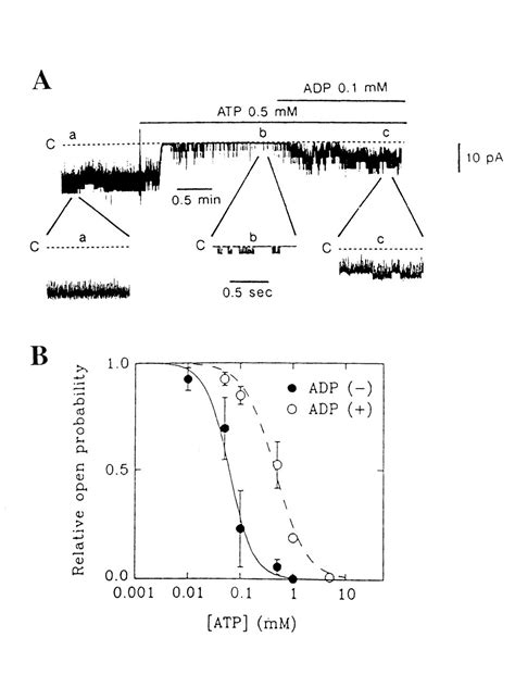 Functional Modulation Of Cardiac Atp Sensitive K Channels Physiology