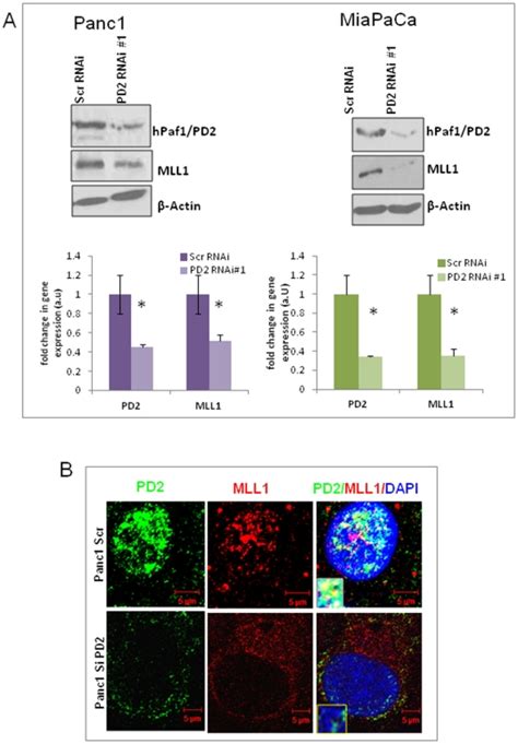 A Panc1 And Miapaca Pancreatic Cancer Cells Were Transfected With