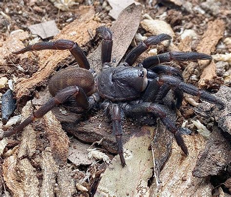 List Images Pictures Of Trap Door Spiders Excellent