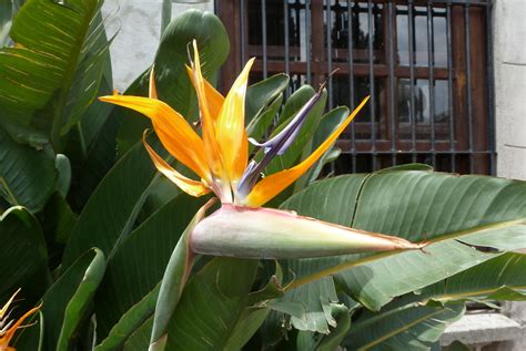 Bird Of Paradise Bird Of Paradise At The Castle Medell N Paula