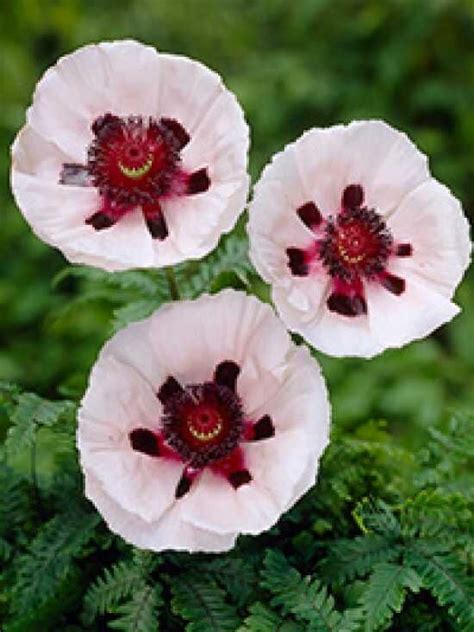 Wei Er Staudenmohn Perrys White Papaver Orientale Perrys White