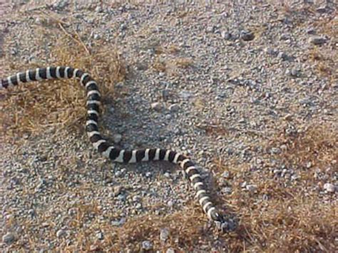 Snake sightings common in Mojave Desert, on base > Edwards Air Force ...