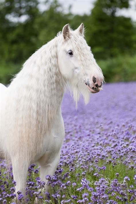 Irish Cob By Silent Shiver Photography Лошади Любовь лошадей Животные