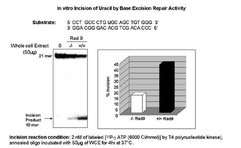 Base Excision Repair Assay For Incision At Sites Of Uracil In Dna By