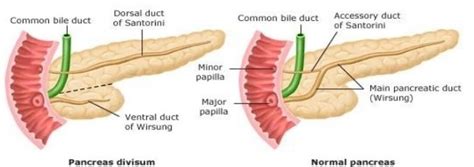 Pancreas Anatomy and Physiology