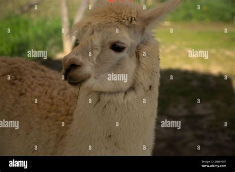 Sideview Of White Alpacas Face And Neck Stock Photo Alamy