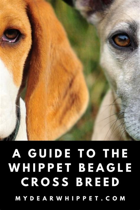 The Whippet Beagle Mix - A Detailed Guide to the Whipbeagle