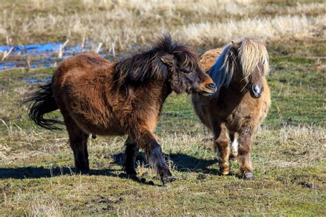 Small But Mighty – The 5 Smallest Horse Breeds In The World