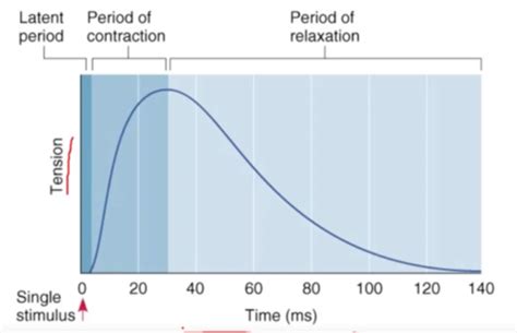 Muscle Twitch And Temporal Summation Spatial Summation And The