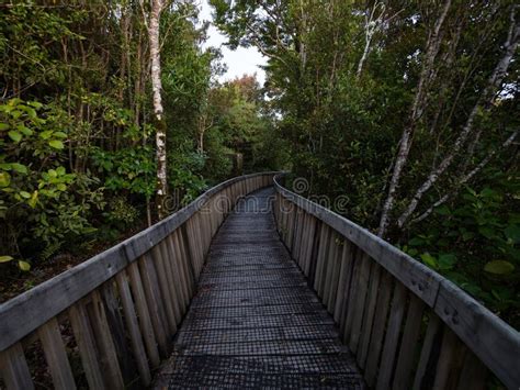 Wooden Treetop Path Walkway Leading Through Lush Green Bush Forest