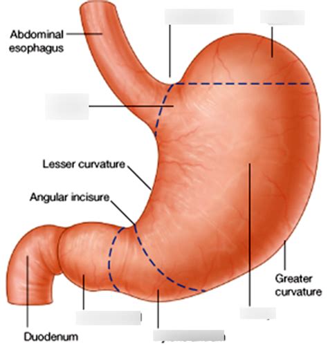 Labelling Stomach Diagram Quizlet