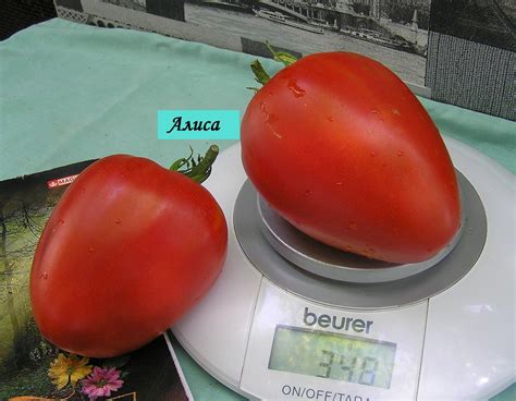 Томат Алиса: описание и характеристика сорта, ОТЗЫВЫ, фото | tomatland.ru