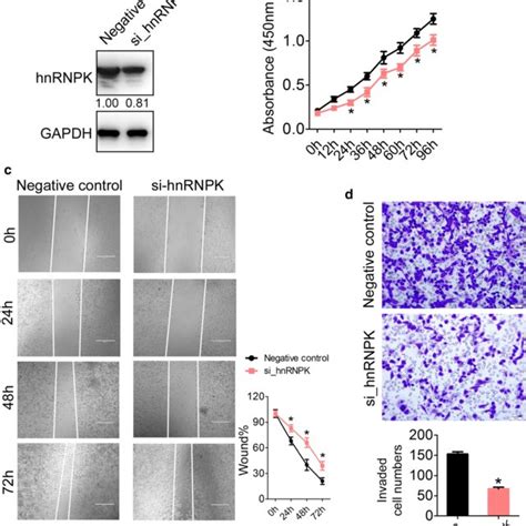 Hnrnpk Promotes The Transcription Of Srsf By Binding To Its Promotor