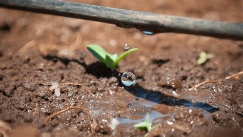 Agricultura Irrigada como funciona e quais são as vantagens