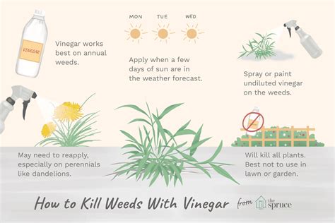 How To Use A Homemade Weed Killer With Vinegar