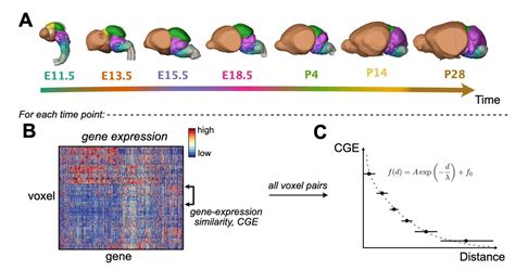 El camarero Diariamente Imperialismo brain development mouse Desviar ...