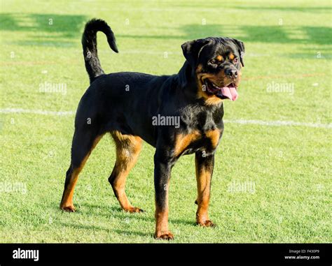 A Healthy Robust And Proudly Looking Rottweiler Standing On The Lawn