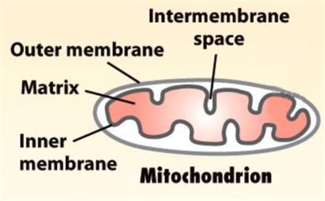 2 Mitochondrial And Nuclear Targeting Flashcards Quizlet