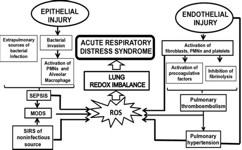 Pathophysiology Events Related With The Develop Of Ards Mods