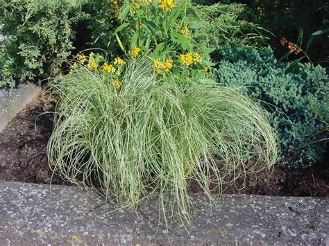 The Prettiest Ornamental Grasses For Sun And Shade Hgtv