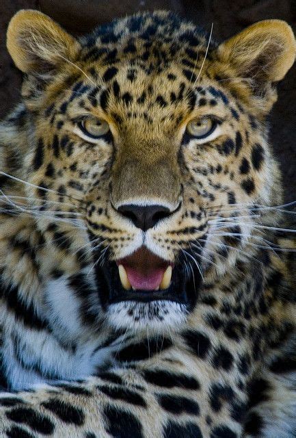 Amur Leopard Amur Leopard African Animals Photography Wild Cats