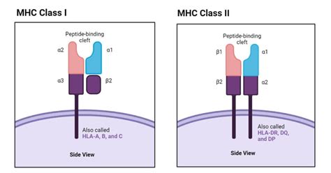 Mhc Molecules Definition Properties Class Types Pathways