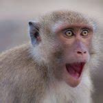 Surprised Monkey Meme Generator - Imgflip