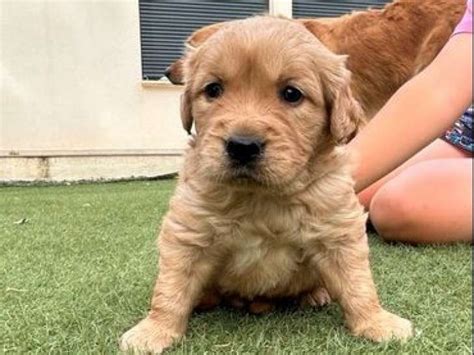 À réserver 2 chiots Golden Retrievers LOF Petite Annonce chien