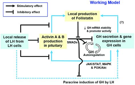 Functional Interactions Of Gh And Lh With Activin Follistatin System In