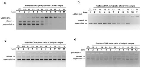 Ijms Free Full Text Discovery Of The Involvement In Dna Oxidative