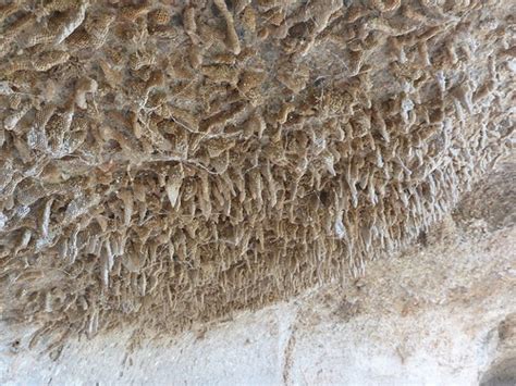 World S Largest Wasp Nest Close Up Towarri National Par Flickr