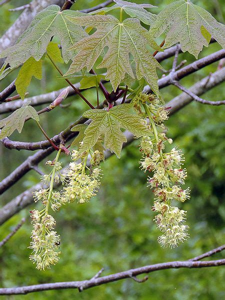 Érable à grandes feuilles Érable de l Orégon Acer macrophyllum Le