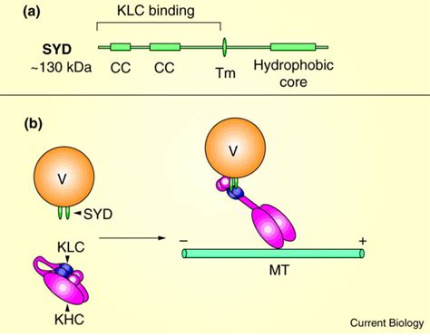 Kinesin Transport Driving Kinesin In The Neuron Current Biology