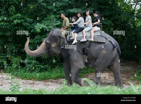 Singapore Zoo: elephant rides Stock Photo - Alamy