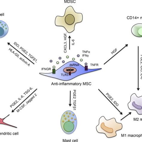 Targeted Actions Of The Pro Inflammatory Msc Mscs Challenged With Gram