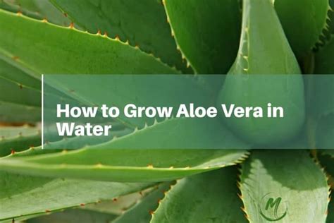 How to Grow Aloe Vera in Water: Best Way to Propagate and Grow