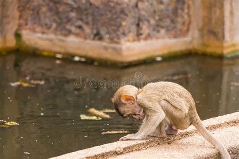 Thailand Lopburi Monkey at Lopburi Thaialnd Stock Image - Image of ...