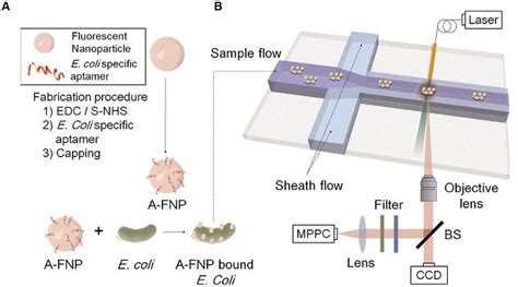 Frontiers Aptamer Based Technologies In Foodborne Pathogen Detection