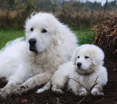 Golden Pyrenees Puppies For Sale California | King of Pet Hobby