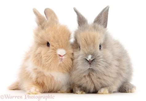 Two cute baby Lionhead bunnies sitting together photo WP47614