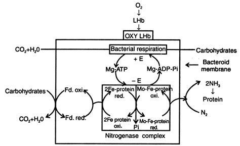 Mechanism Of Nitrogen Fixation In Root Nodules Biological Nitrogen