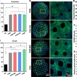 A Colony Forming Units Of S Aureus And E Coli Inoculated On HA