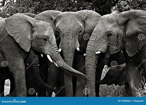 Elephants, Kruger National Park Stock Image - Image of africa, south ...