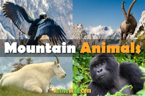 Mountain Animals List: Facts On Animals That Live On Mountains