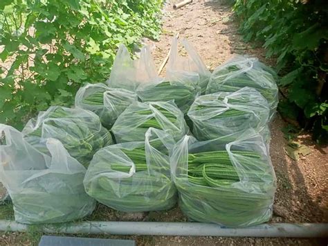 Pest And Disease Management In Ridge Gourd Farming
