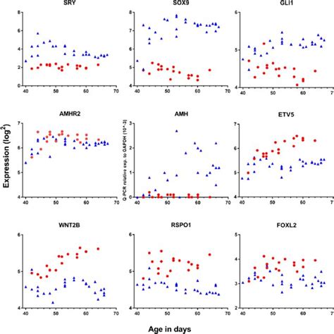 Gene Expression Of Wt1 And Sf1 Necessary For The Development Of The