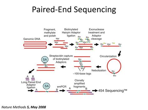 PPT High Throughput Sequencing Methods And Concepts PowerPoint