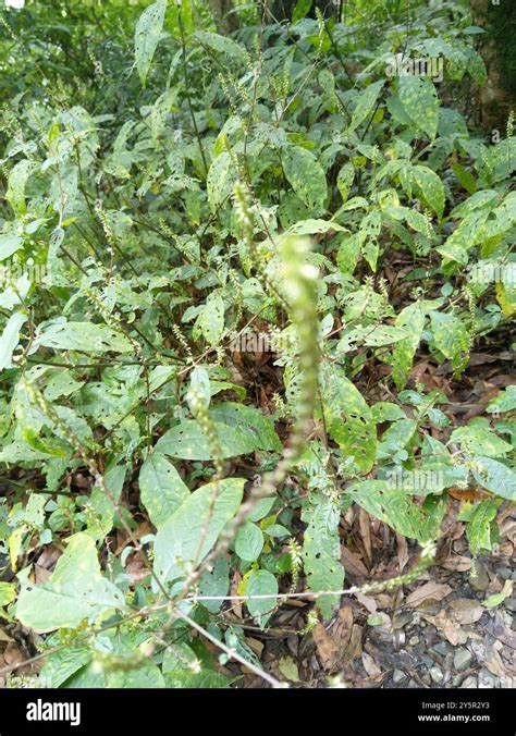 Devils Horsewhip Achyranthes Aspera Plantae Stock Photo Alamy